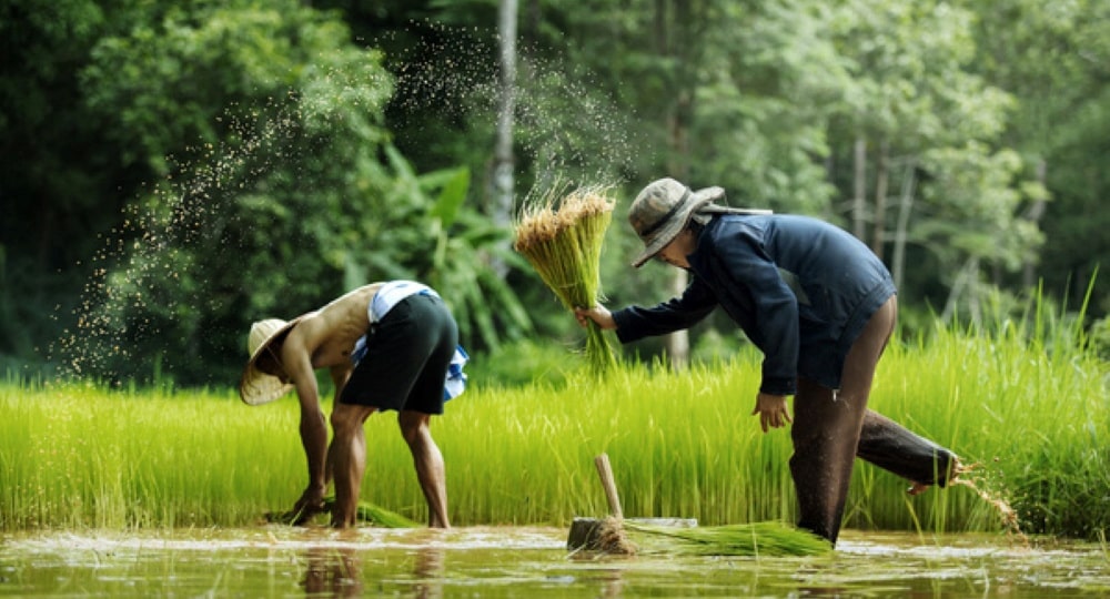 sawah 1-min