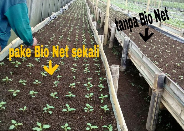Kentang 1