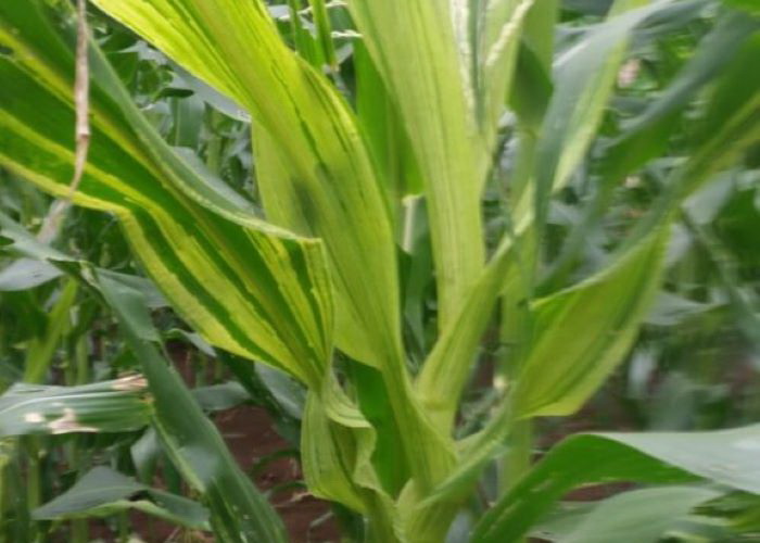 bule jagung 1c