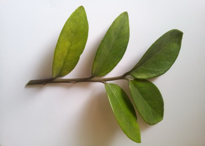 daun Zamio1