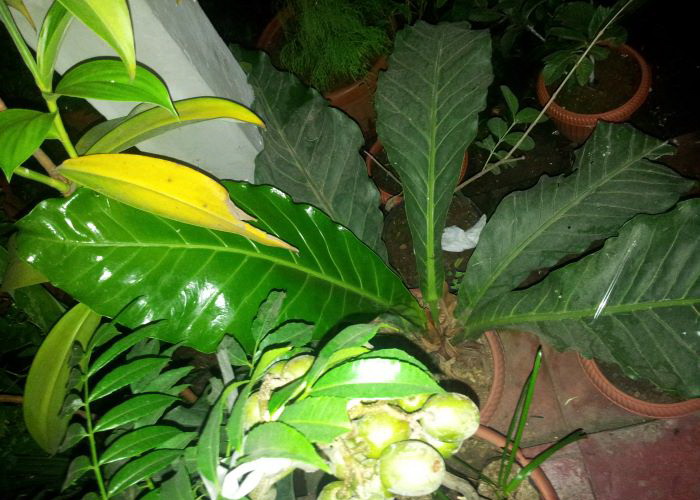 daun mengkilat 1