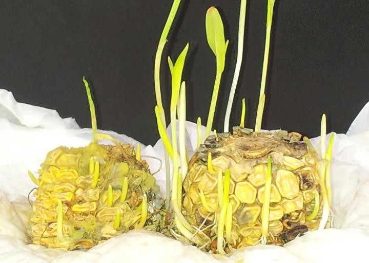 jagung 1