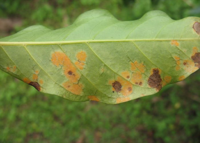 karat daun 1
