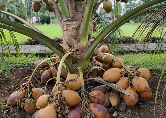 kelapa 1rc-min
