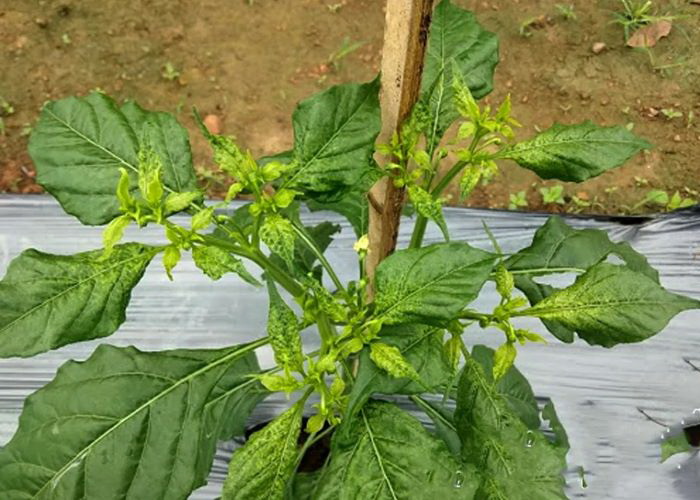 keriting daun 1