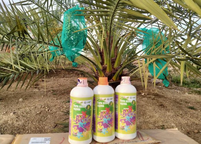 kurma 2 r-min