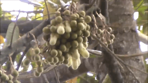 Pohon Durian Berbuah Lebat