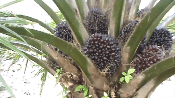 Panen Sawit Tanpa Trek